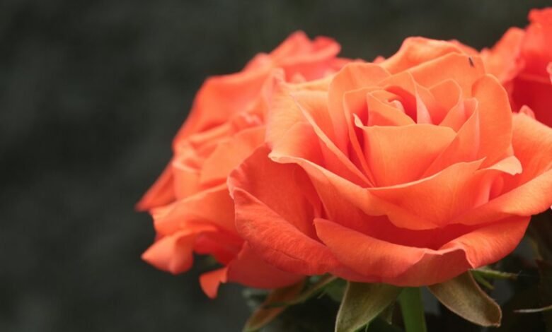 flor and rosas connection