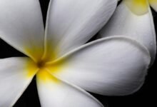 flower drawing understanding facil